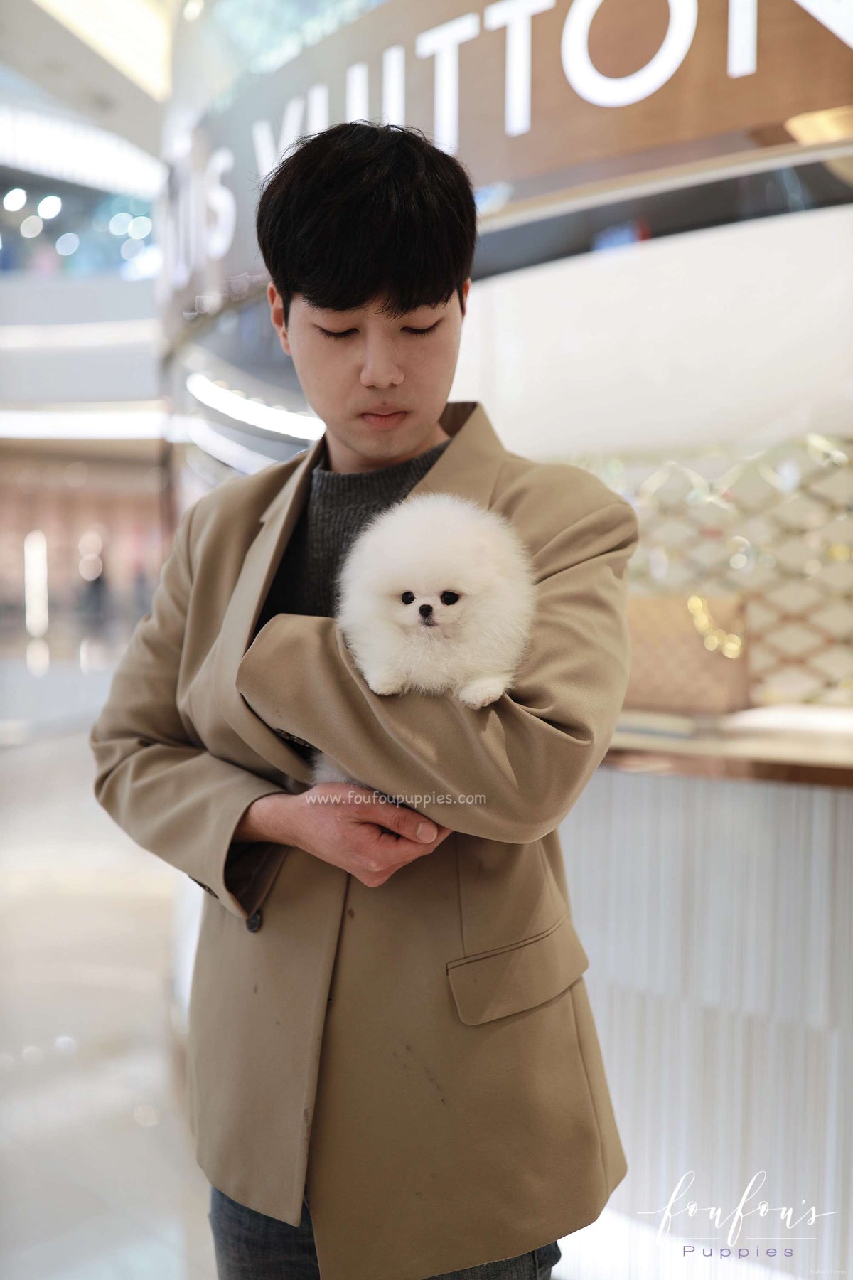 Belle - Pomeranian F.
