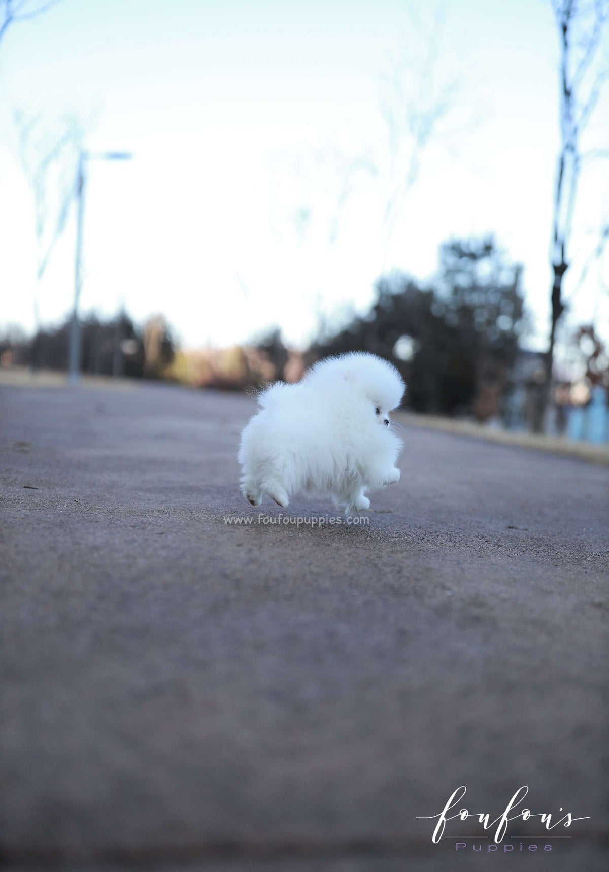Belle - Pomeranian F.