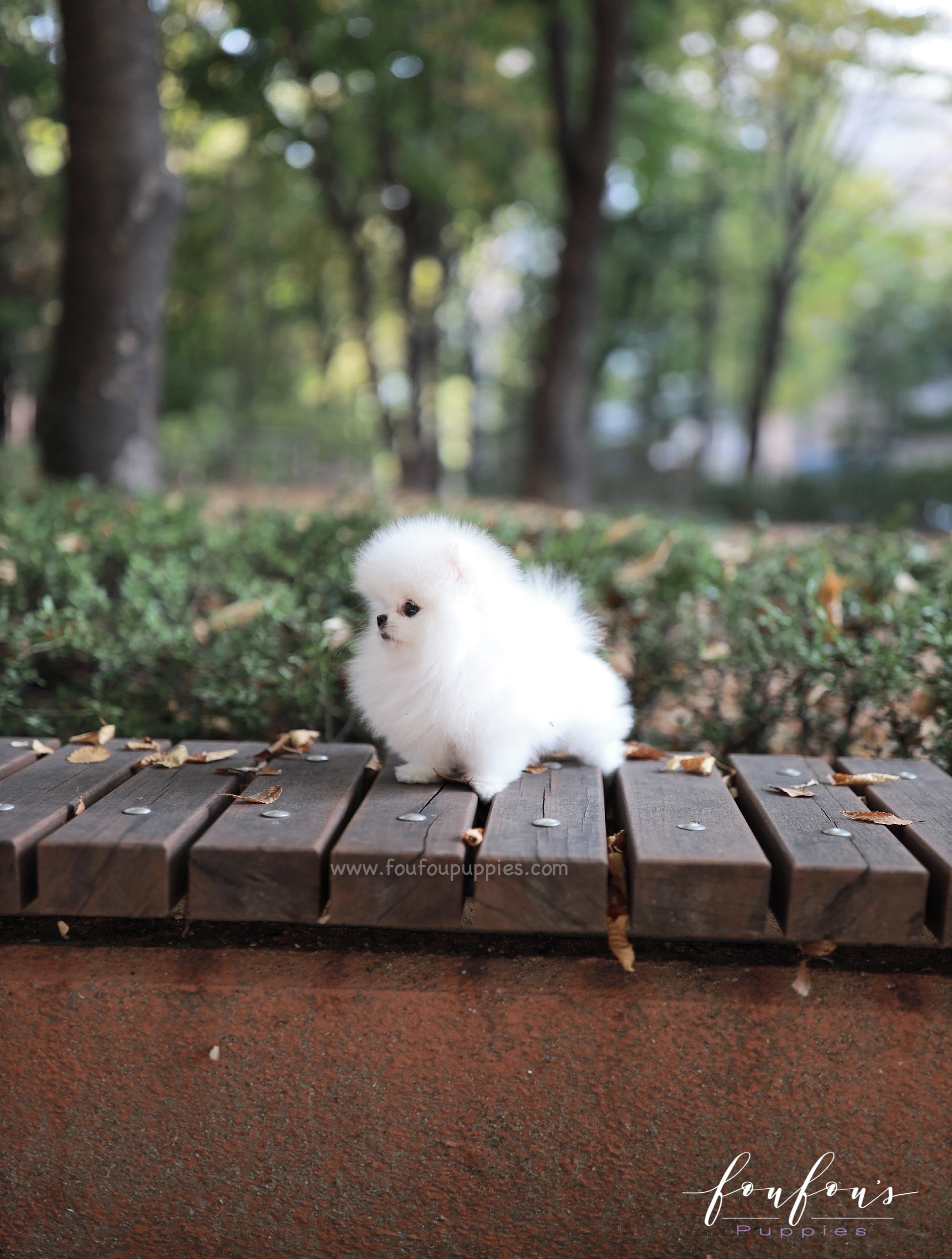 Snowie - Pomeranian F.