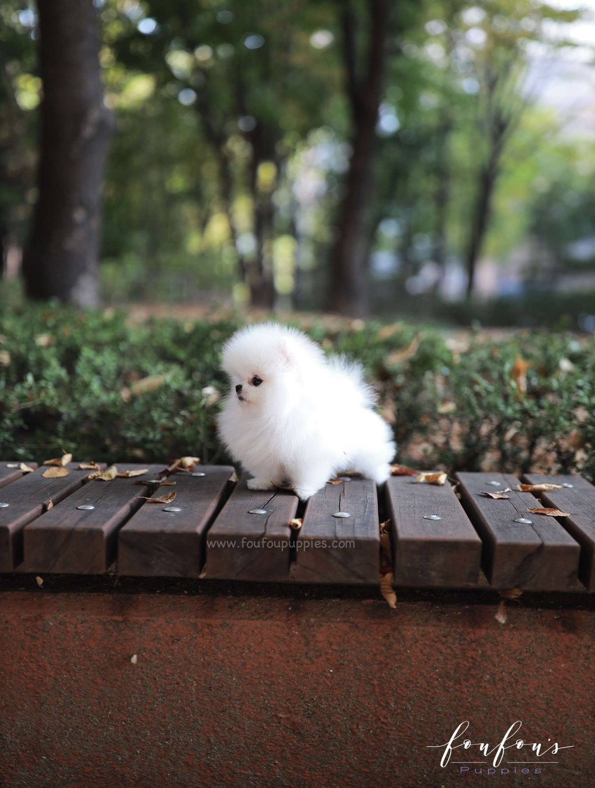 Snowie - Pomeranian F.