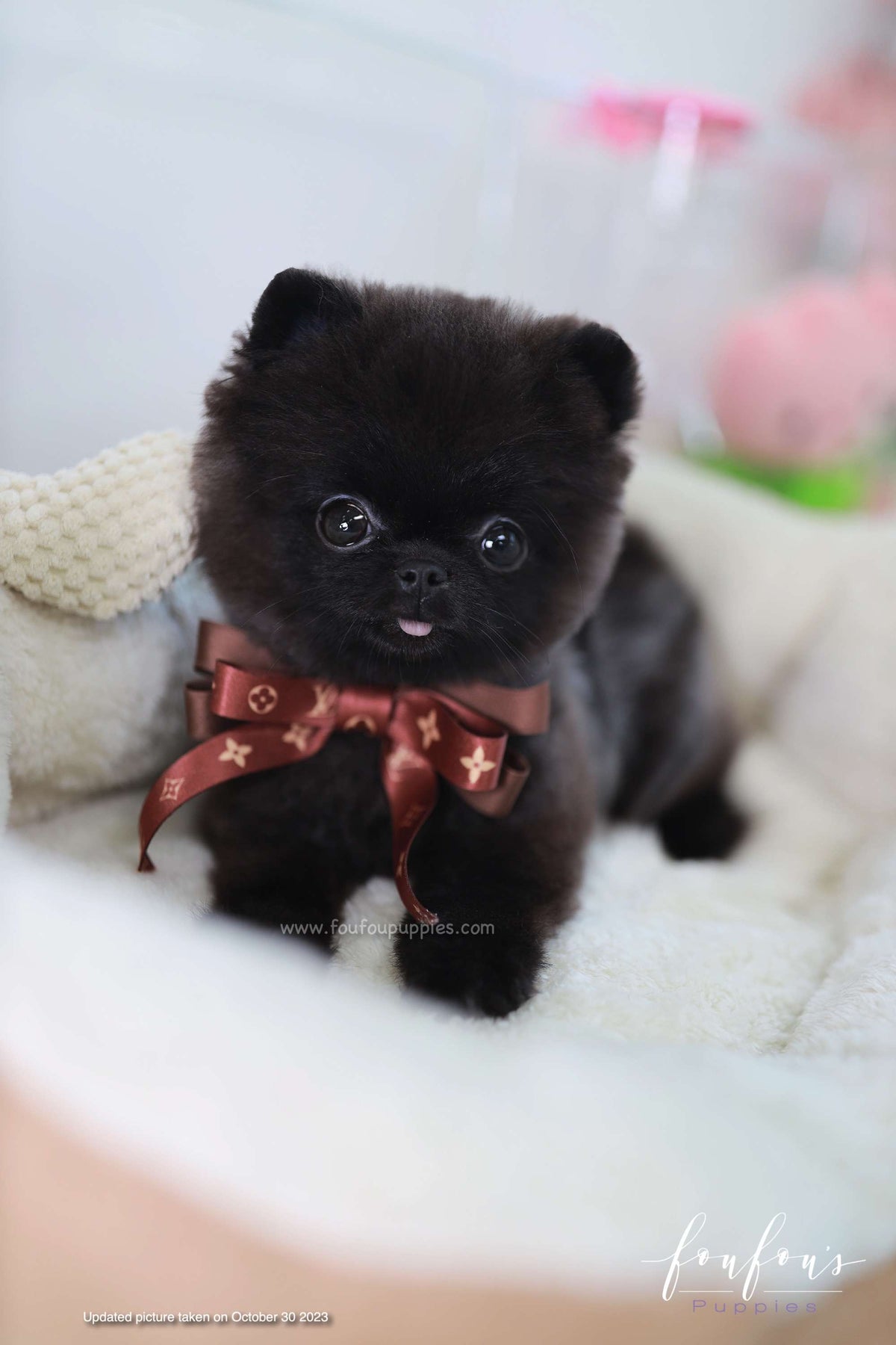Matix - Pomeranian M.