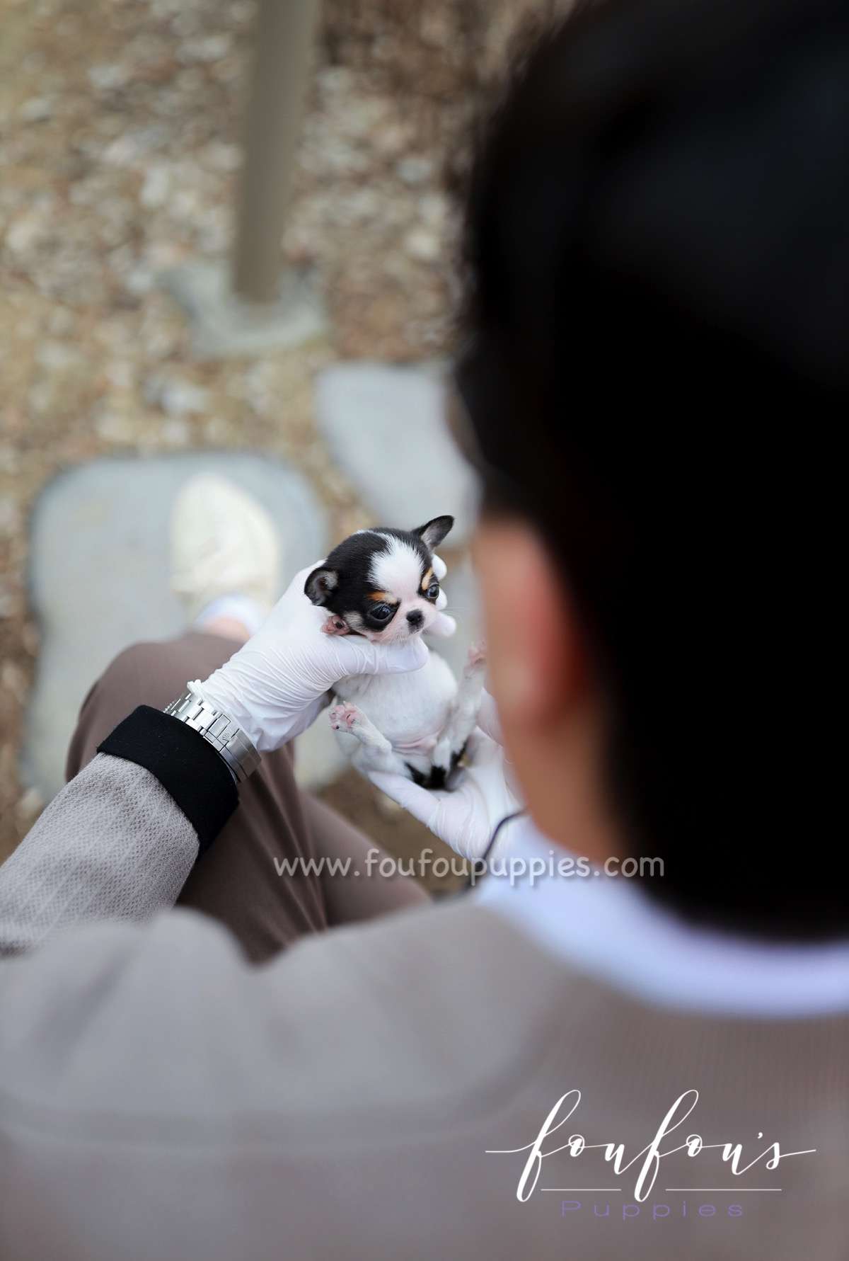 Tango - Chihuahua M.
