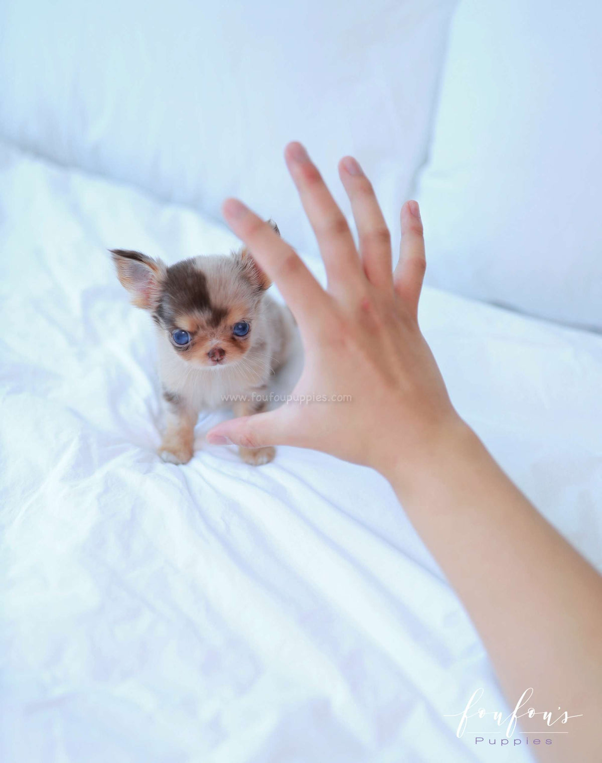 Marbella - Chihuahua F.