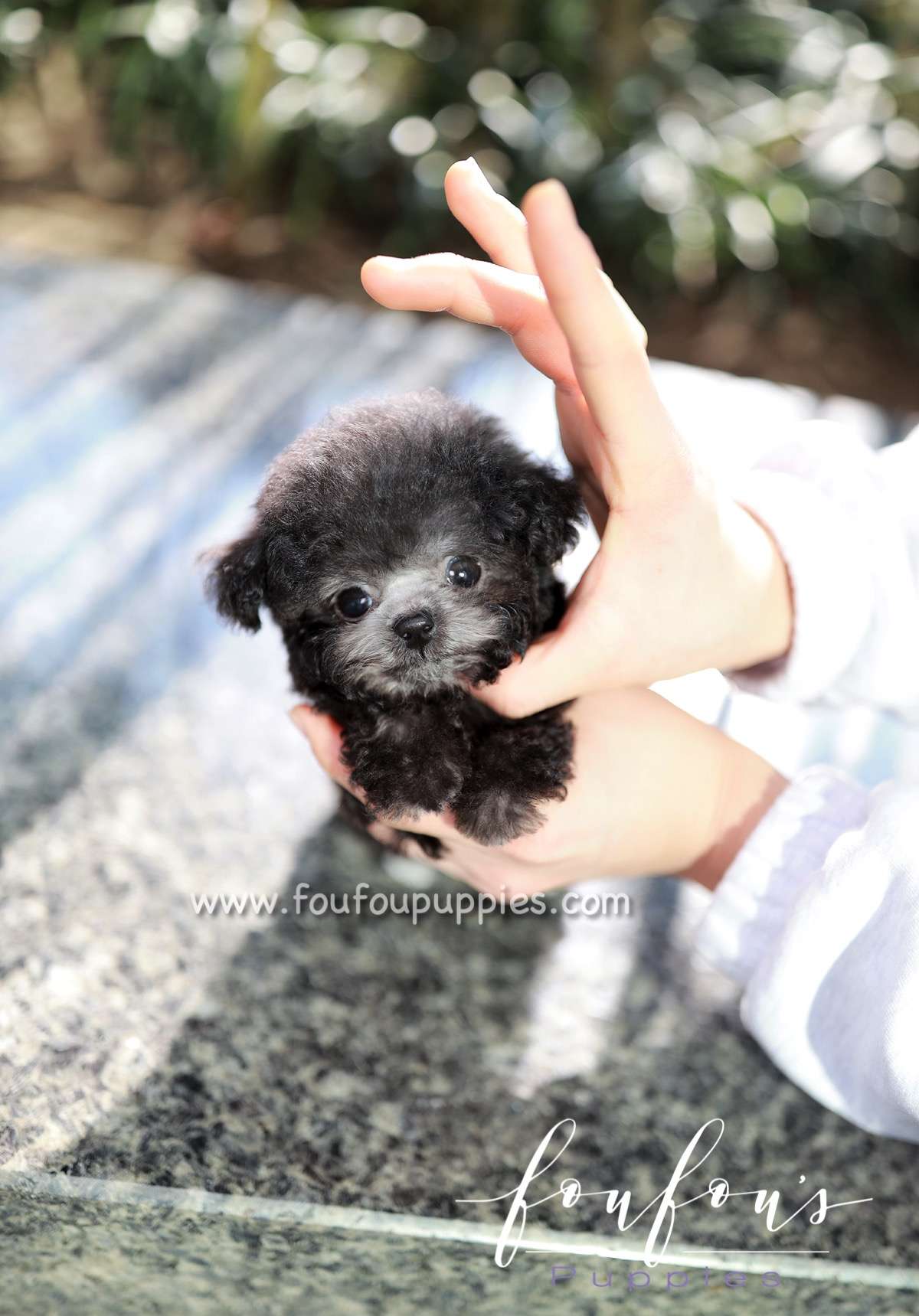 Rhine - Poodle M.