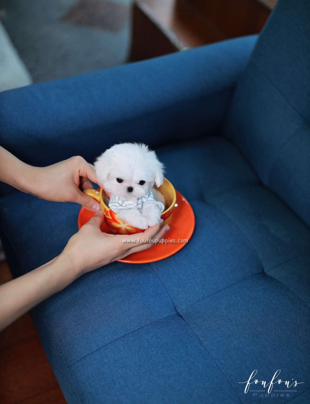 Bijou - Maltese F.