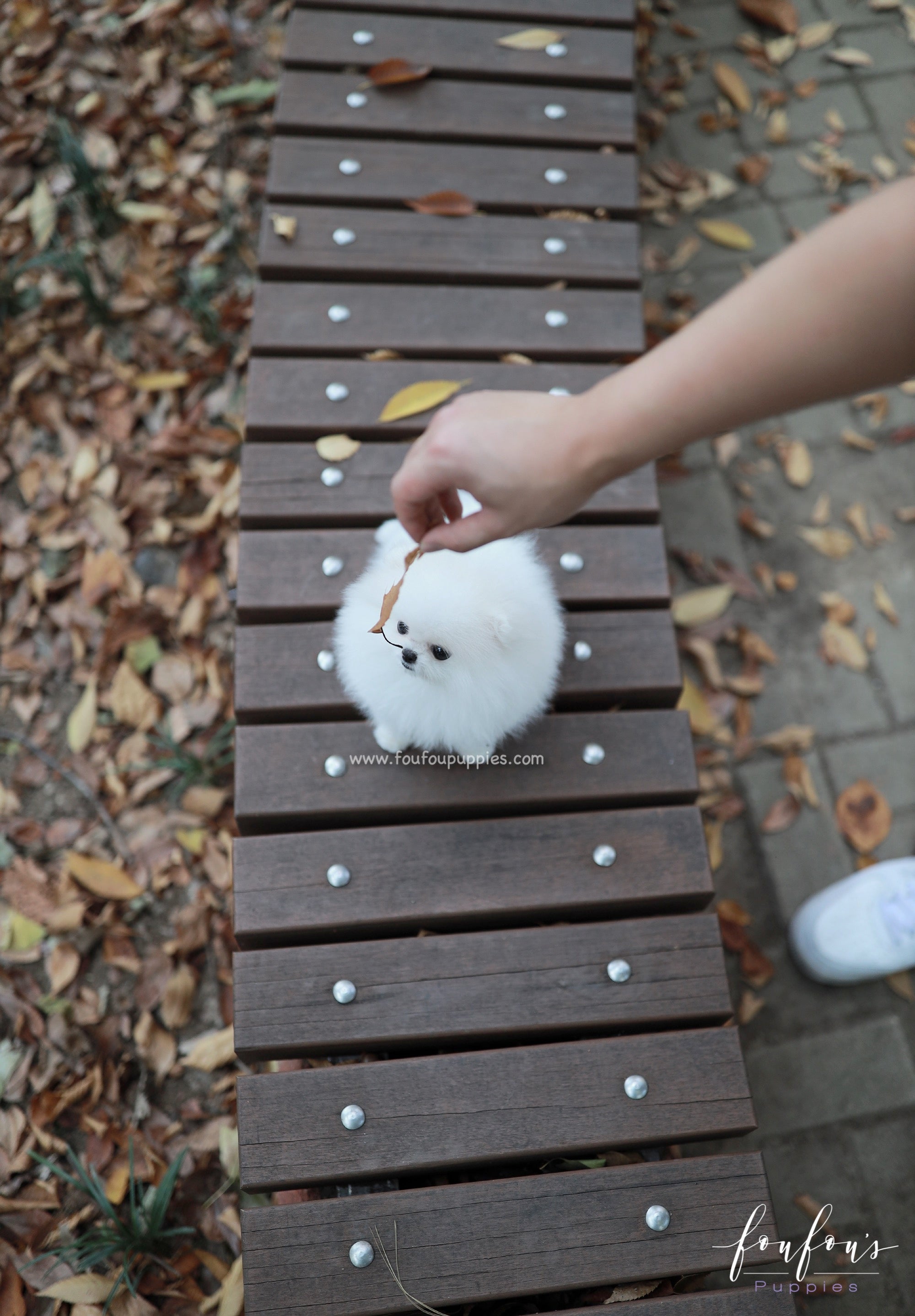 Snowie - Pomeranian F.