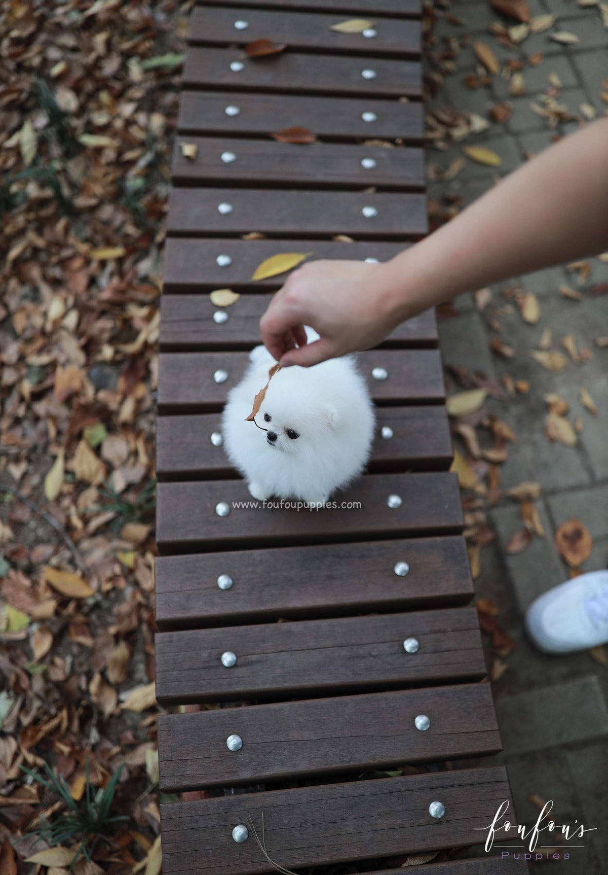 Snowie - Pomeranian F.