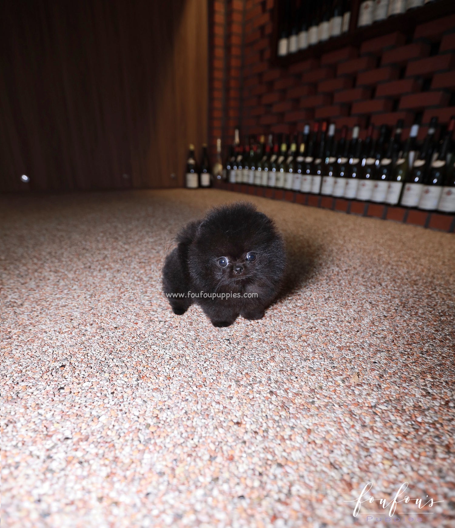 Matix - Pomeranian M.
