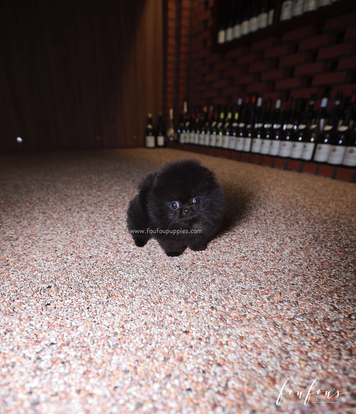 Matix - Pomeranian M.