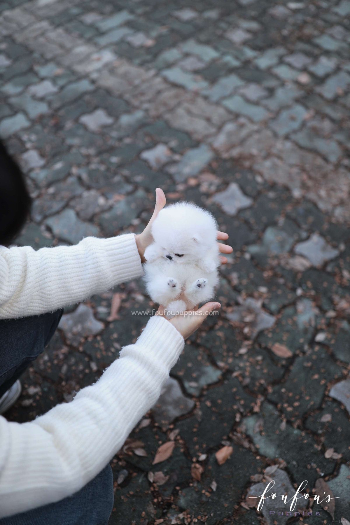 Gia - Pomeranian F