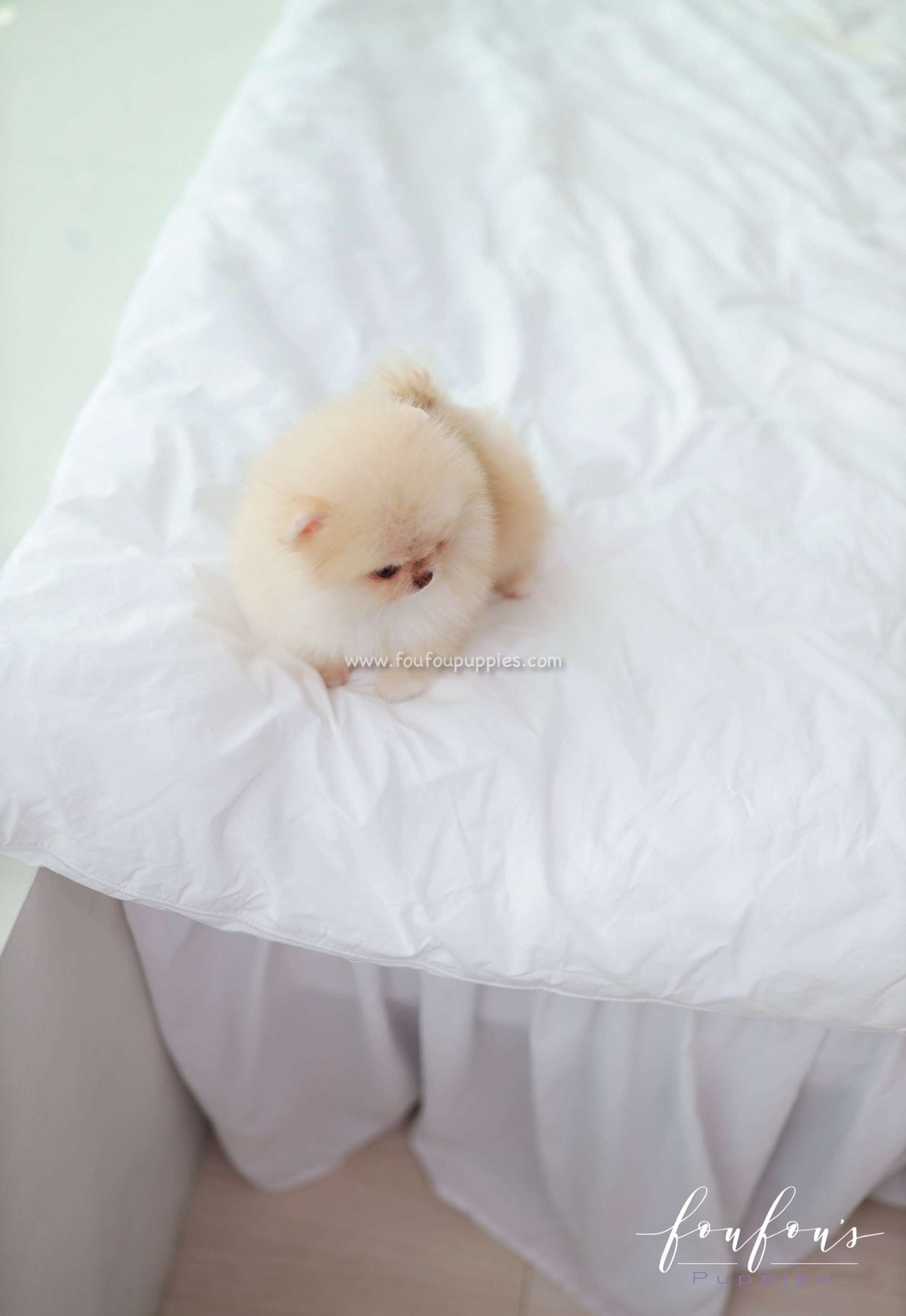 Coco - Pomeranian F.