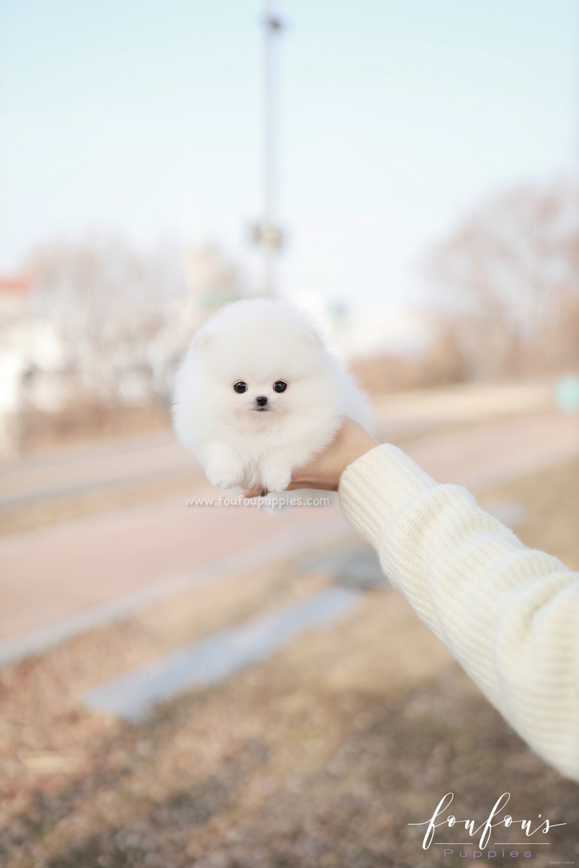 Dolce - Pomeranian F.
