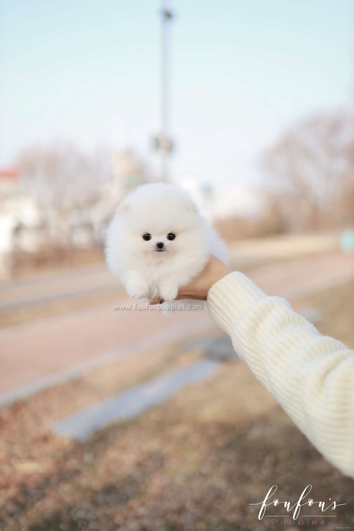 Dolce - Pomeranian F.