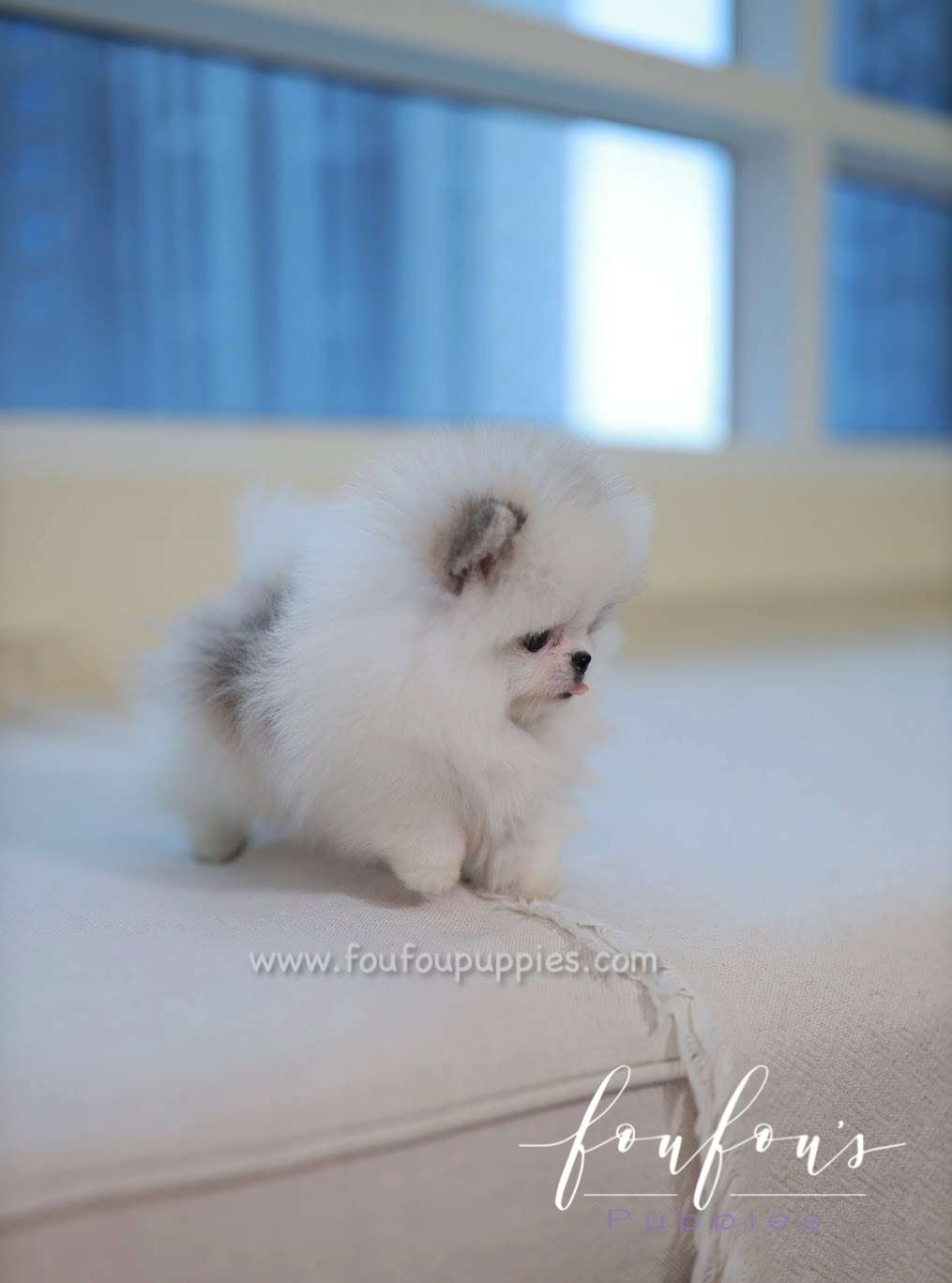 Olivia - Pomeranian F.