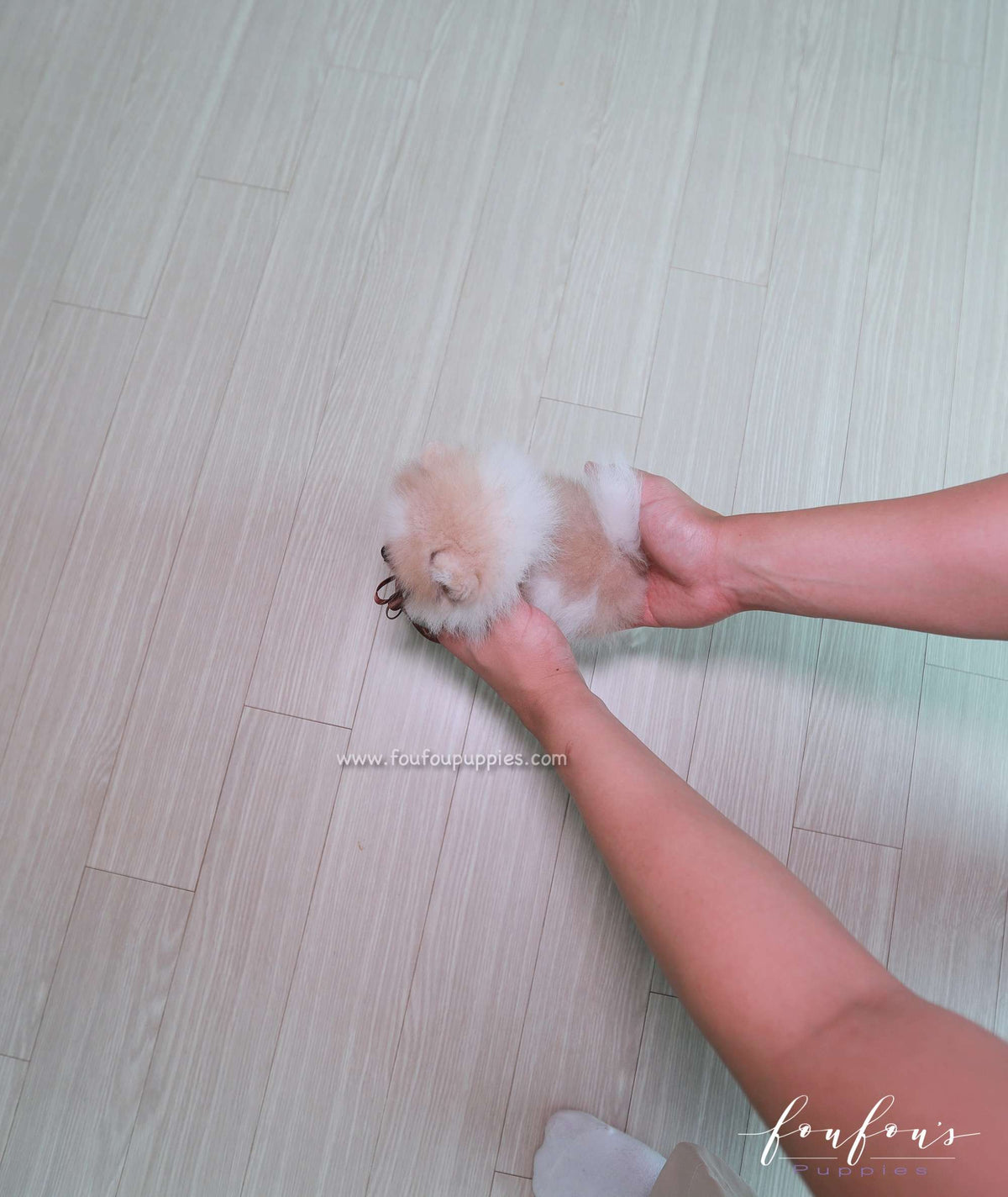 Roxy - Pomeranian F.