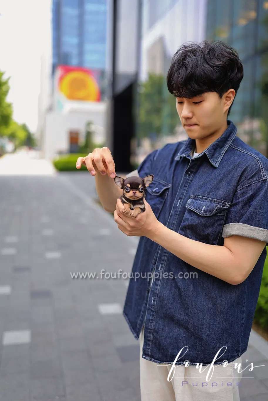 Choco - Chihuahua f.
