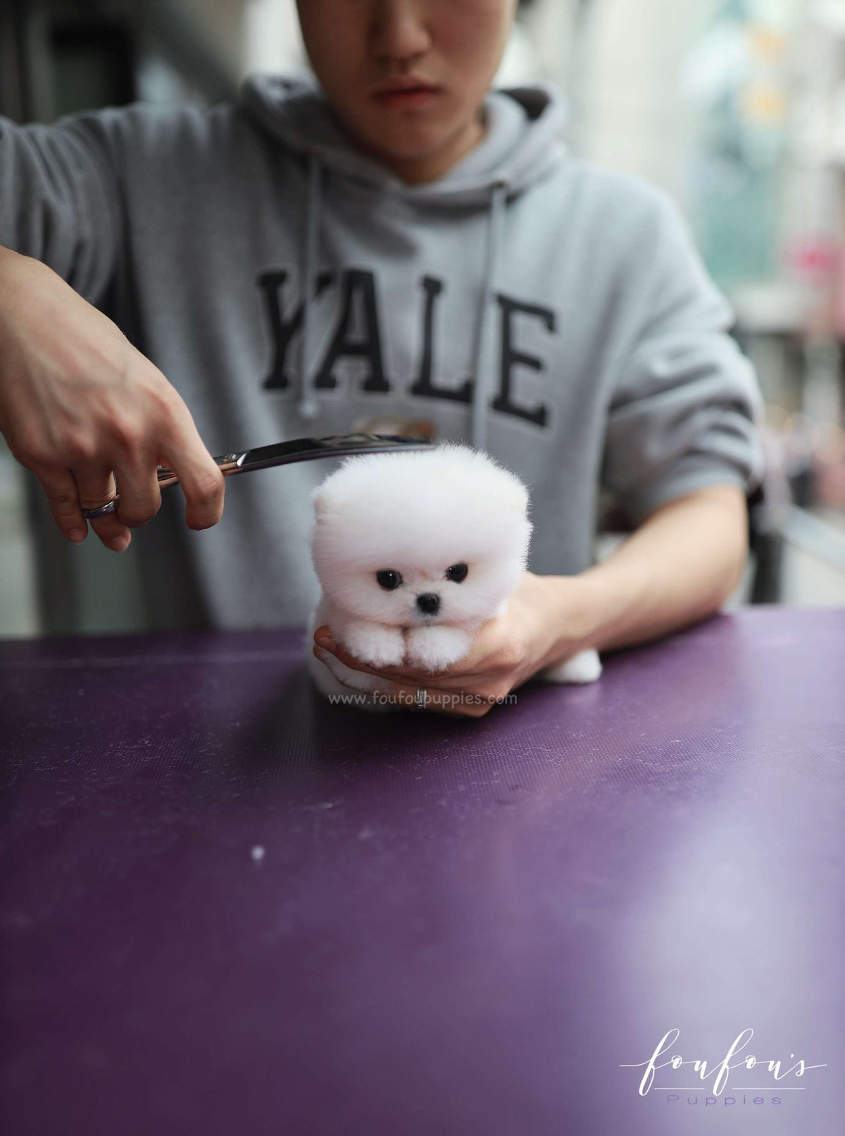 BooBear - Pomeranian M.
