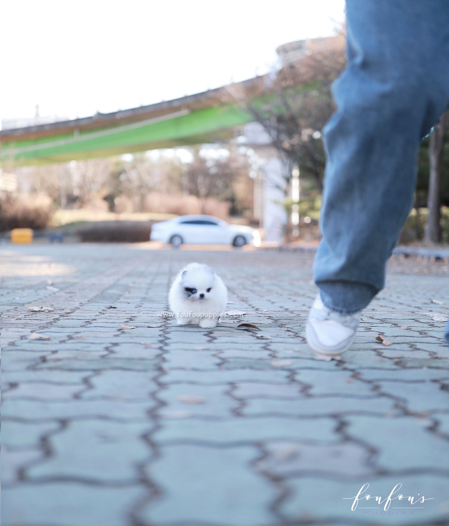 Bleu - Pomeranian M.