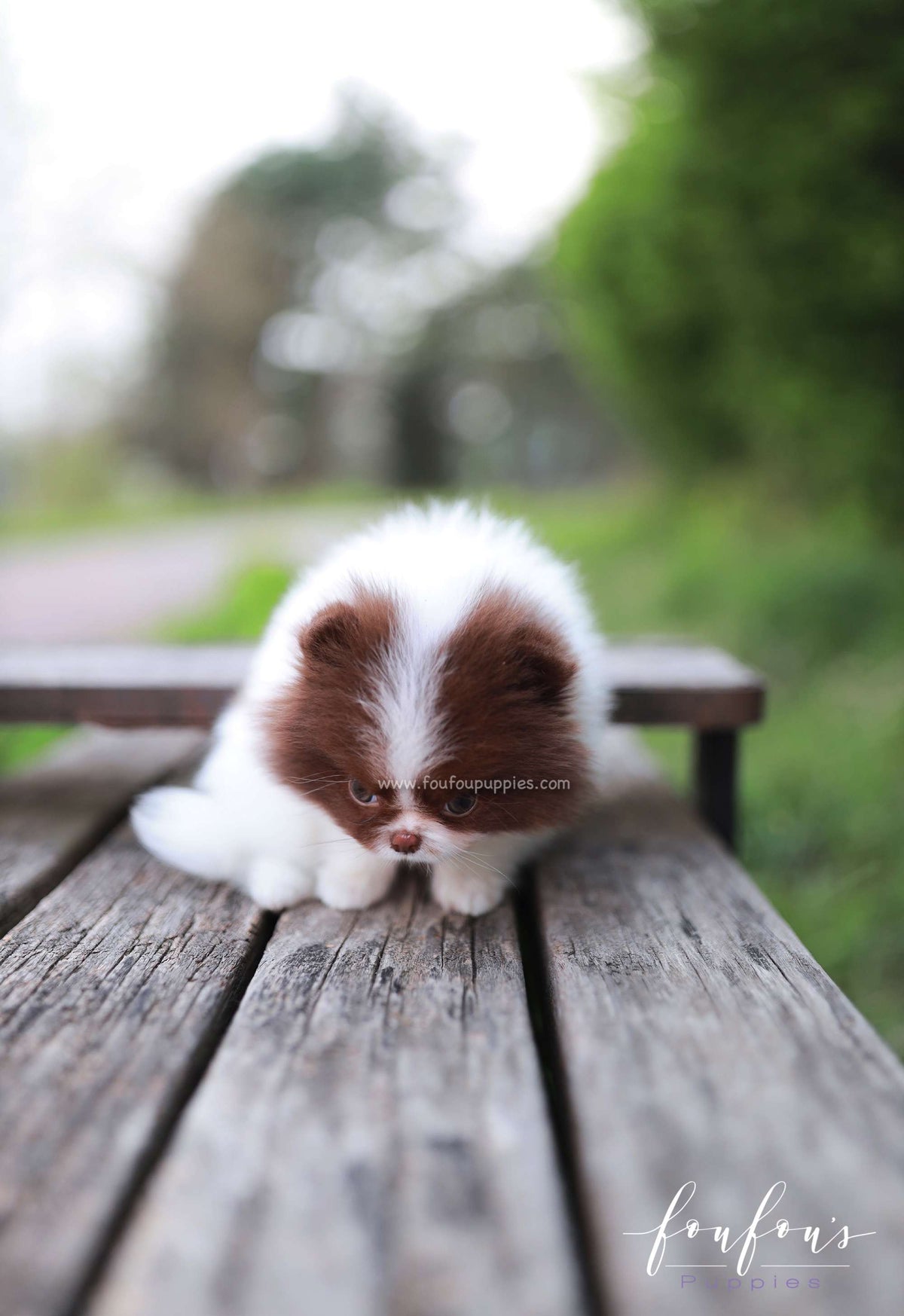 Enya - Pomeranian F.