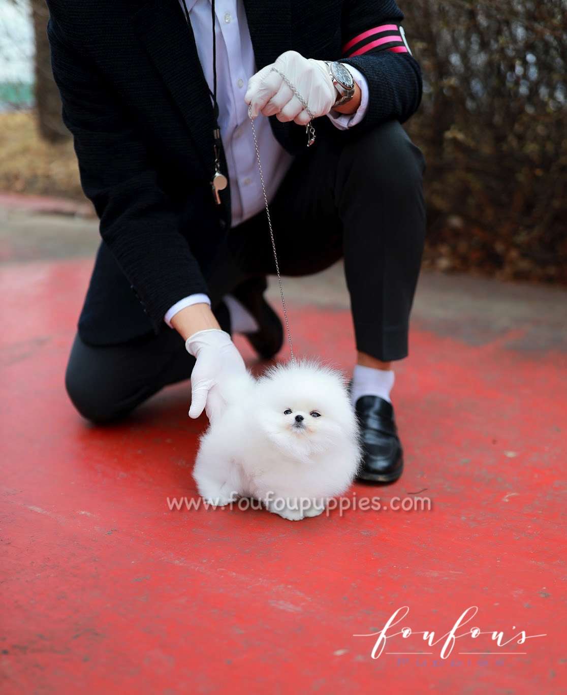 Luke - Pomeranian M.