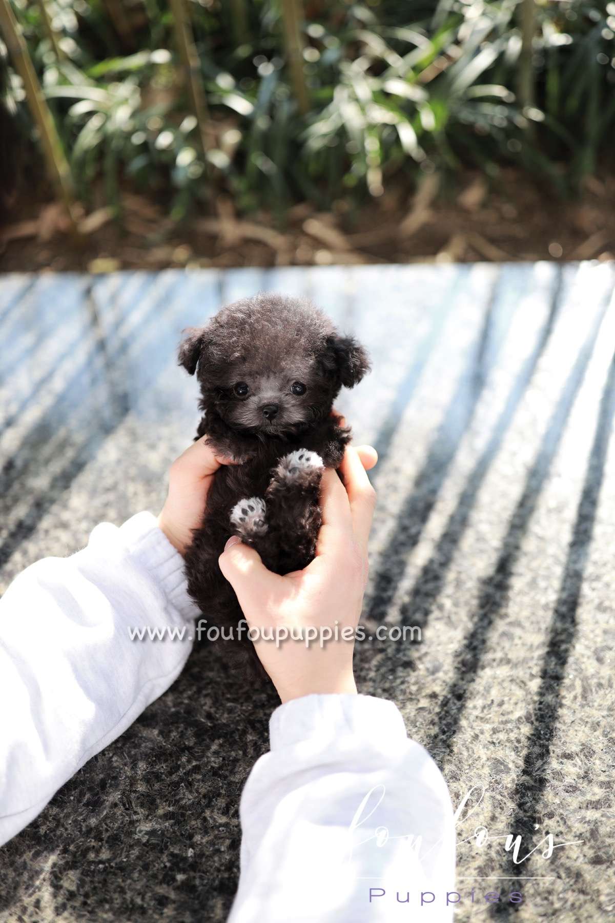 Rhine - Poodle M.