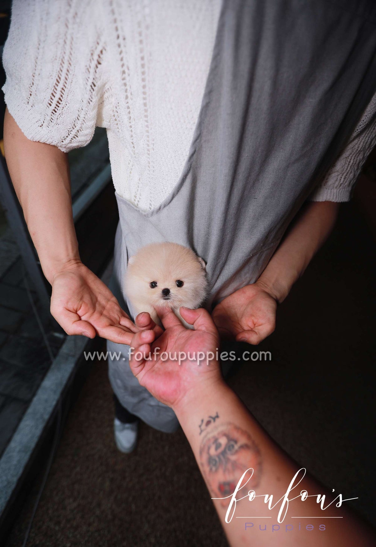 Cotton - Pomeranian F.