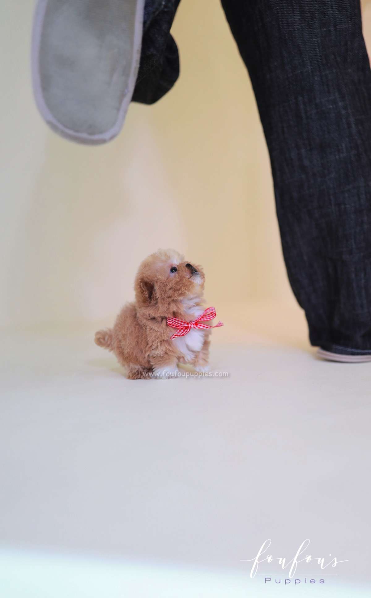 Lilly - Poodle F.