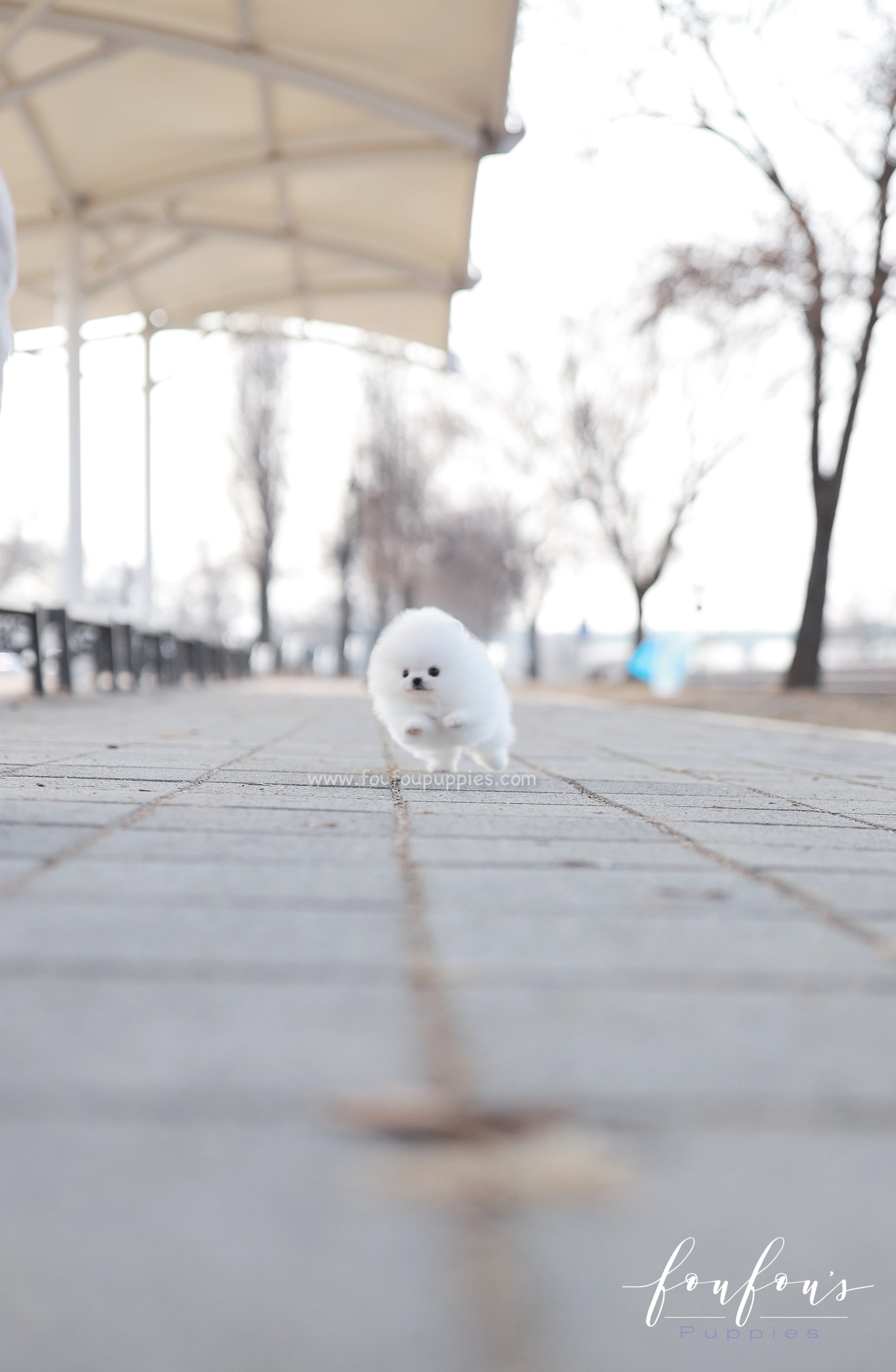 Dolce - Pomeranian F.