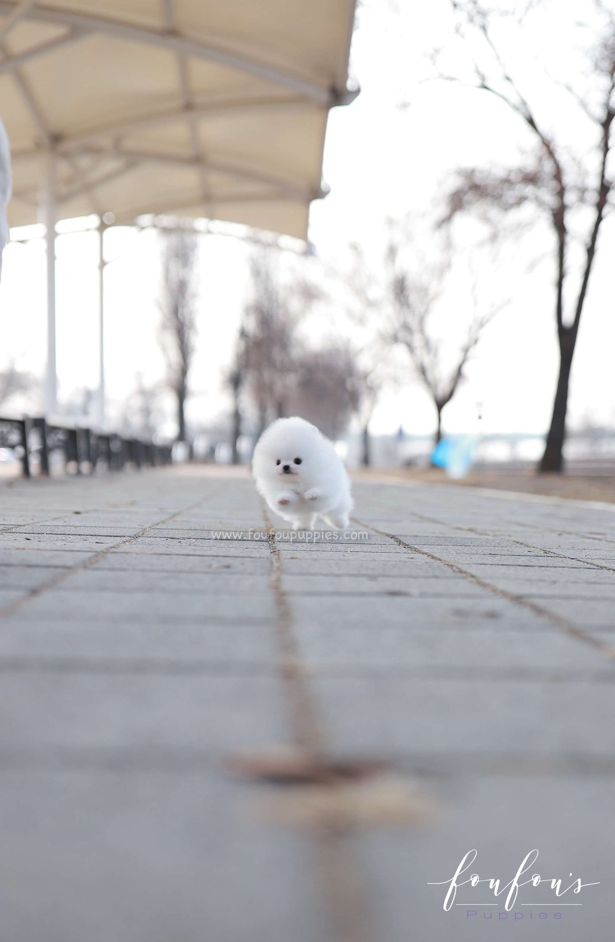Dolce - Pomeranian F.