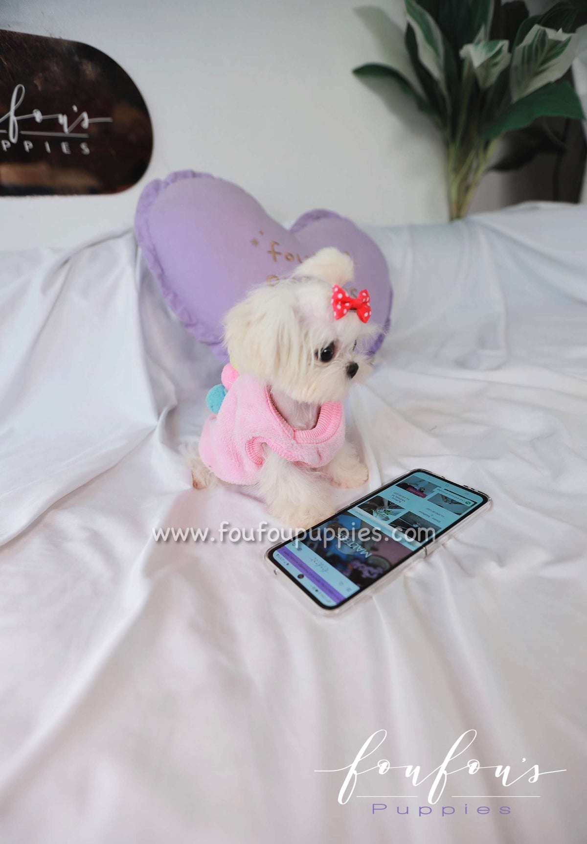 Joy - Maltese F.