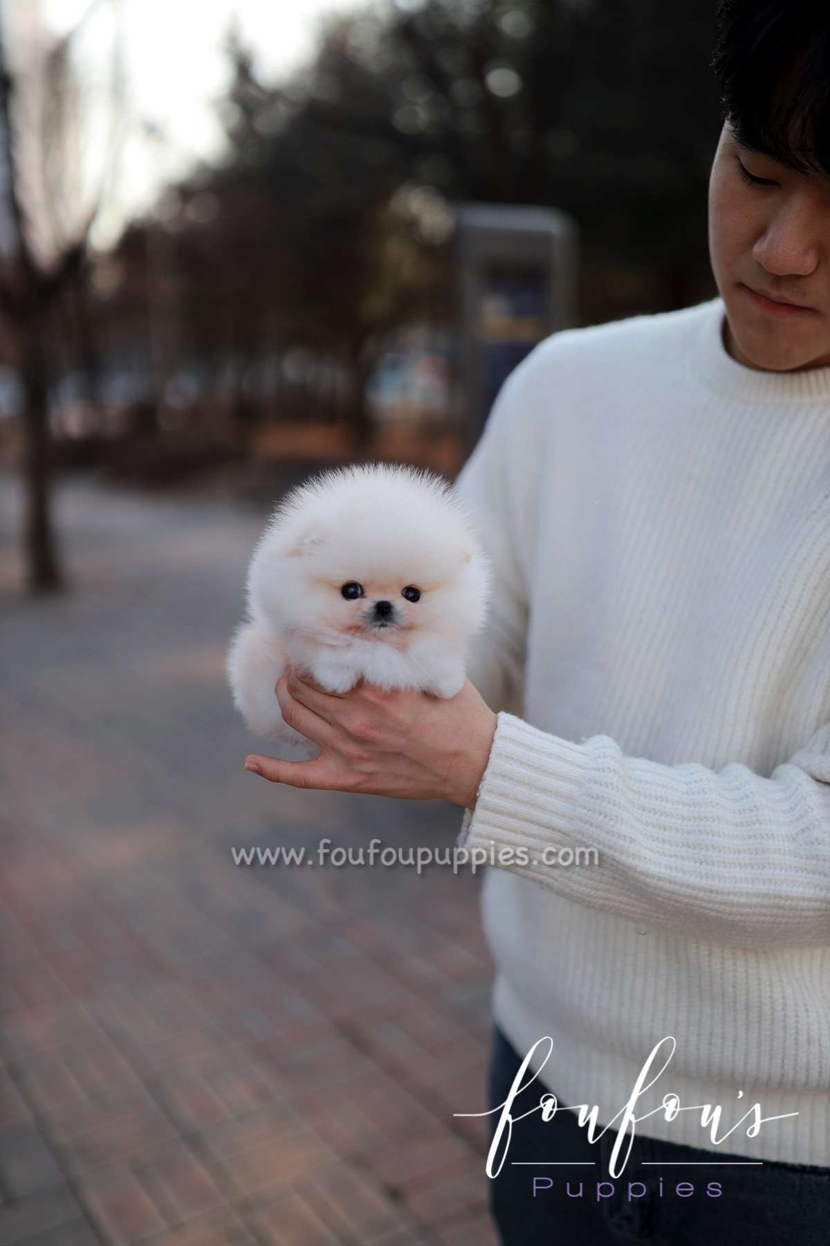 Brie - Pomeranian F.