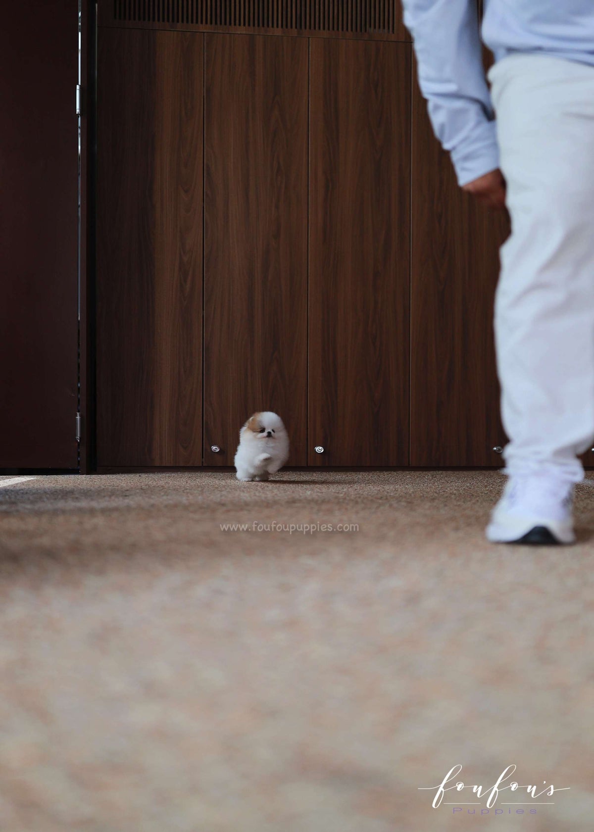 Maximus - Pomeranian M.