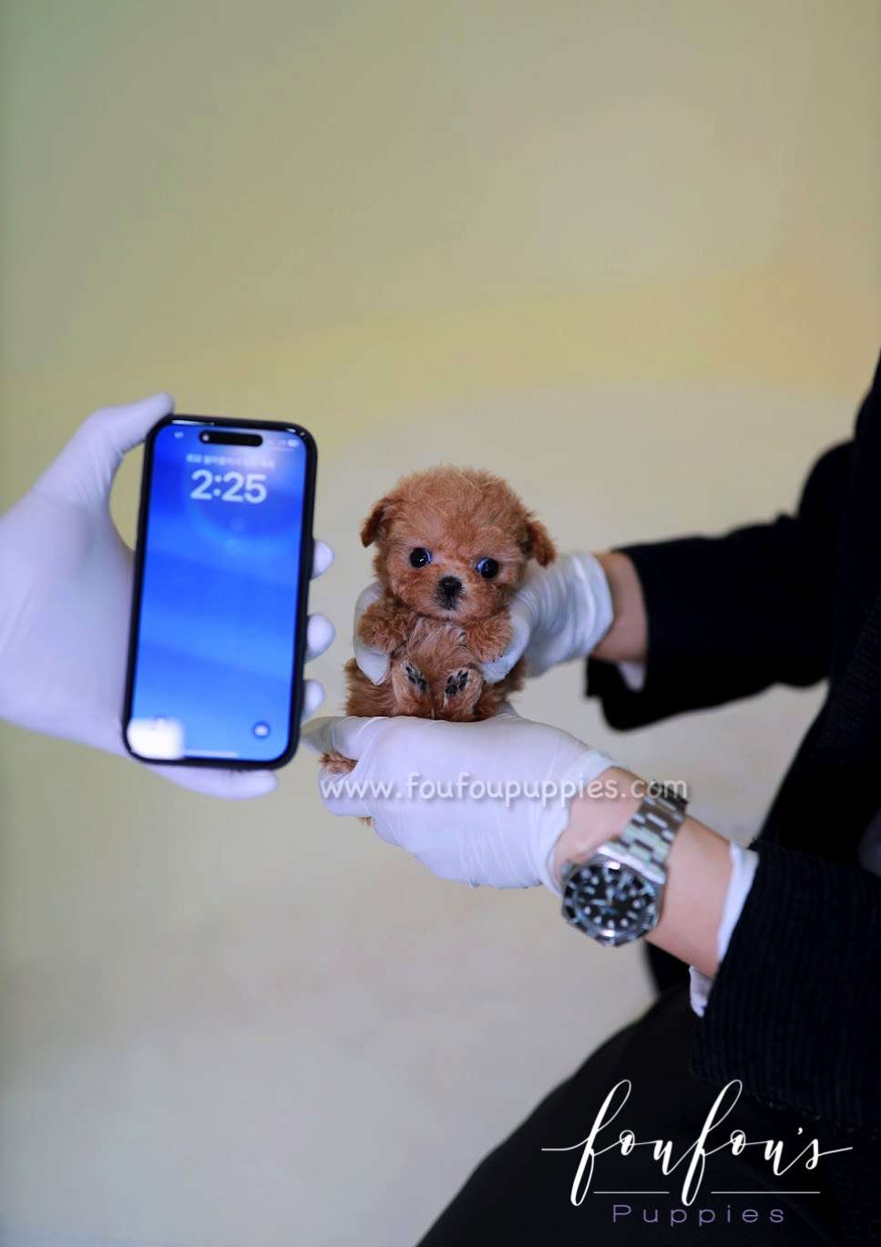 Honey - Poodle F.