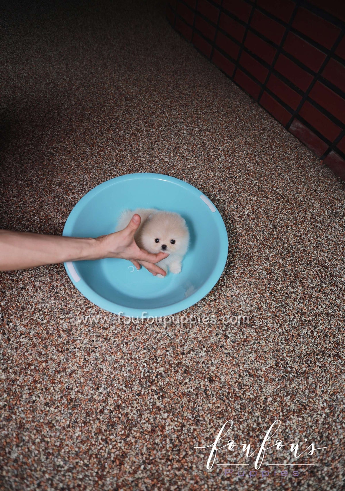 Cotton - Pomeranian F.