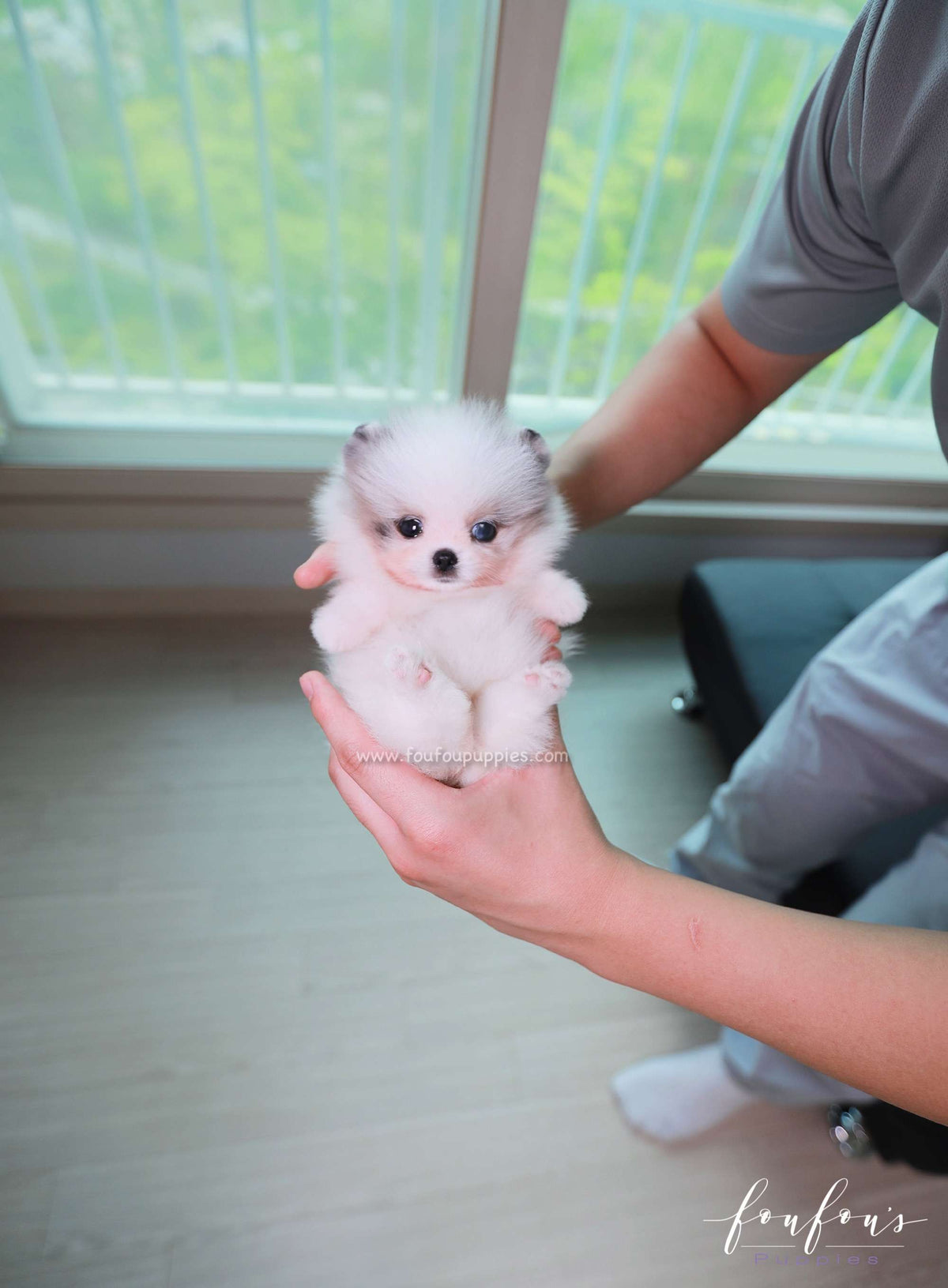 Ariel - Pomeranian F.