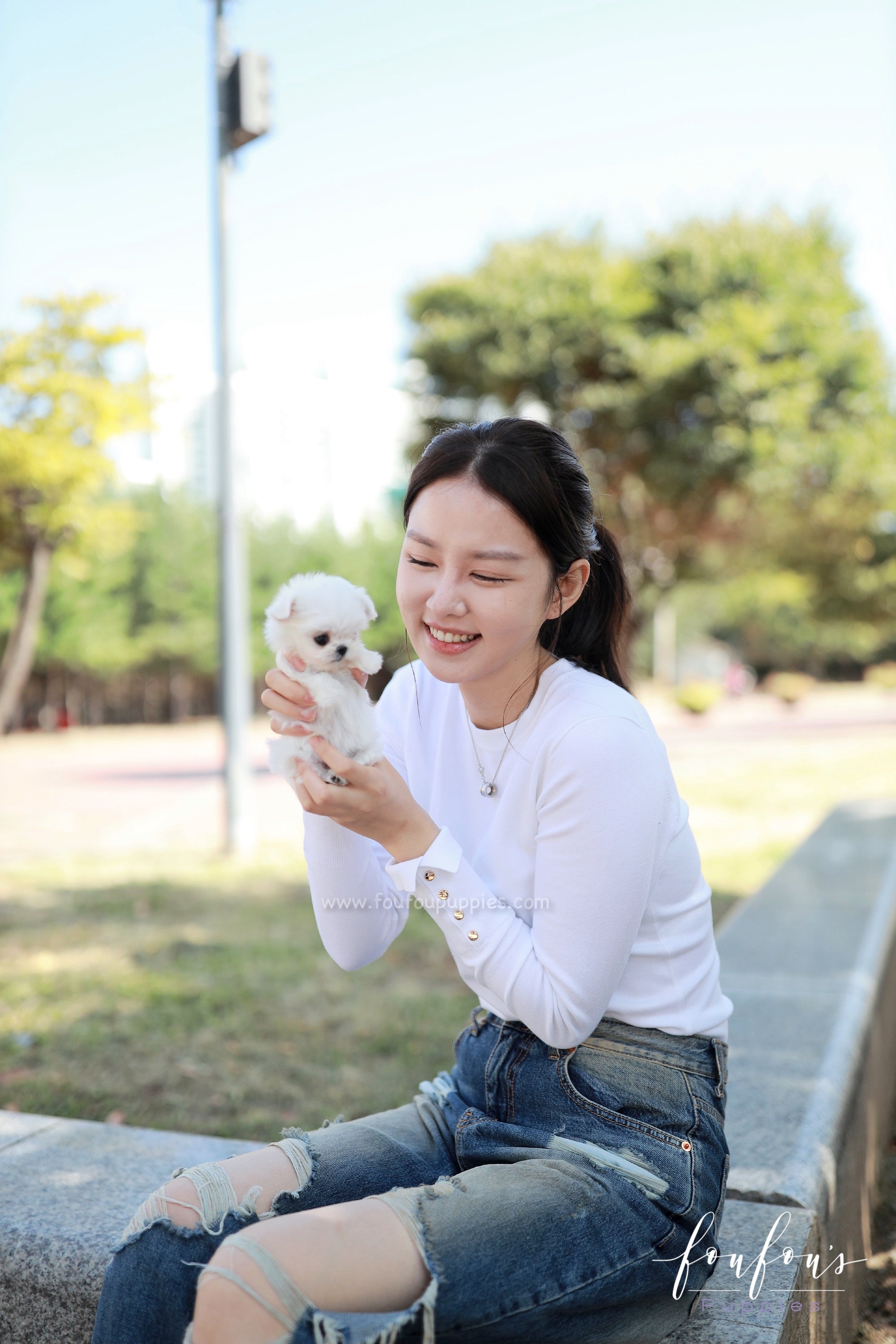 Minnie - Maltese F.