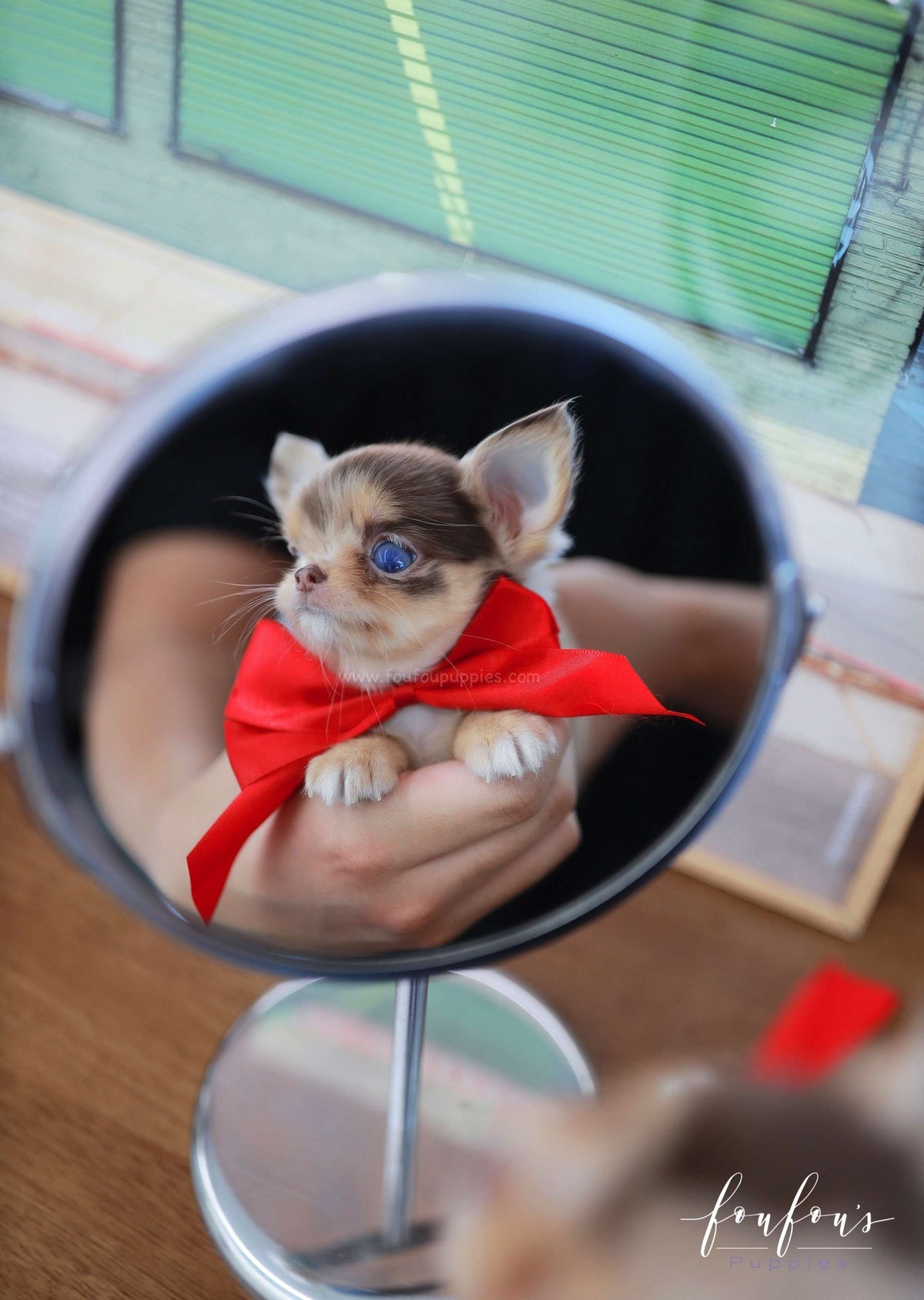 Marbella - Chihuahua F.