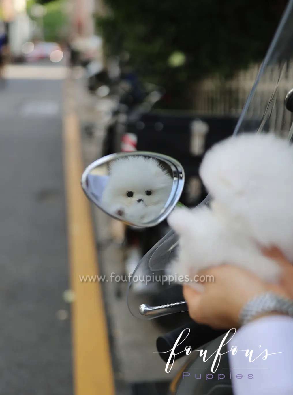 Lola - Pomeranian F.
