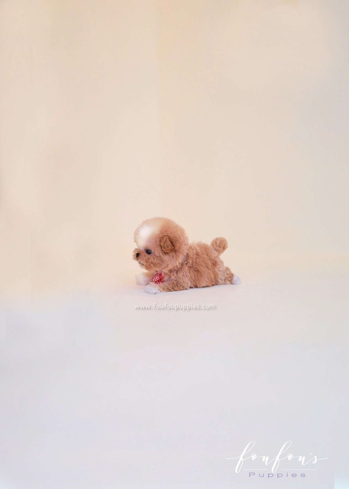 Lilly - Poodle F.
