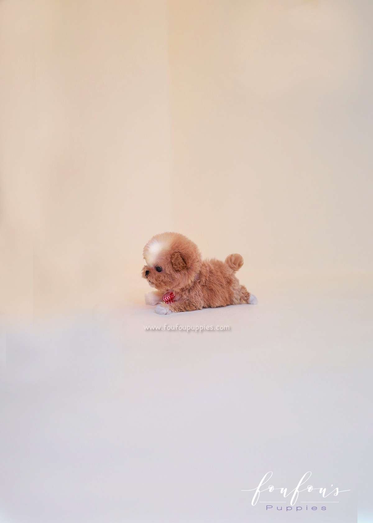 Lilly - Poodle F.