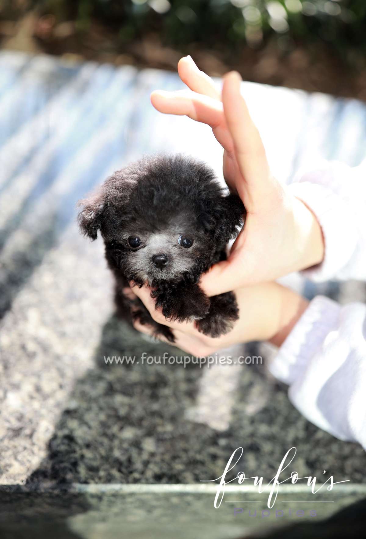 Rhine - Poodle M.
