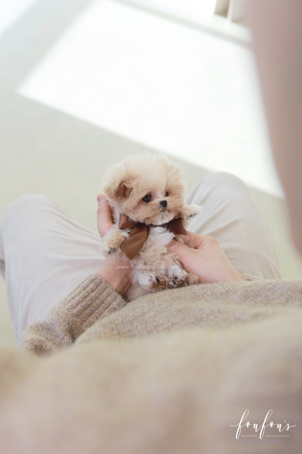 Crème Brulée - Maltipoo F.