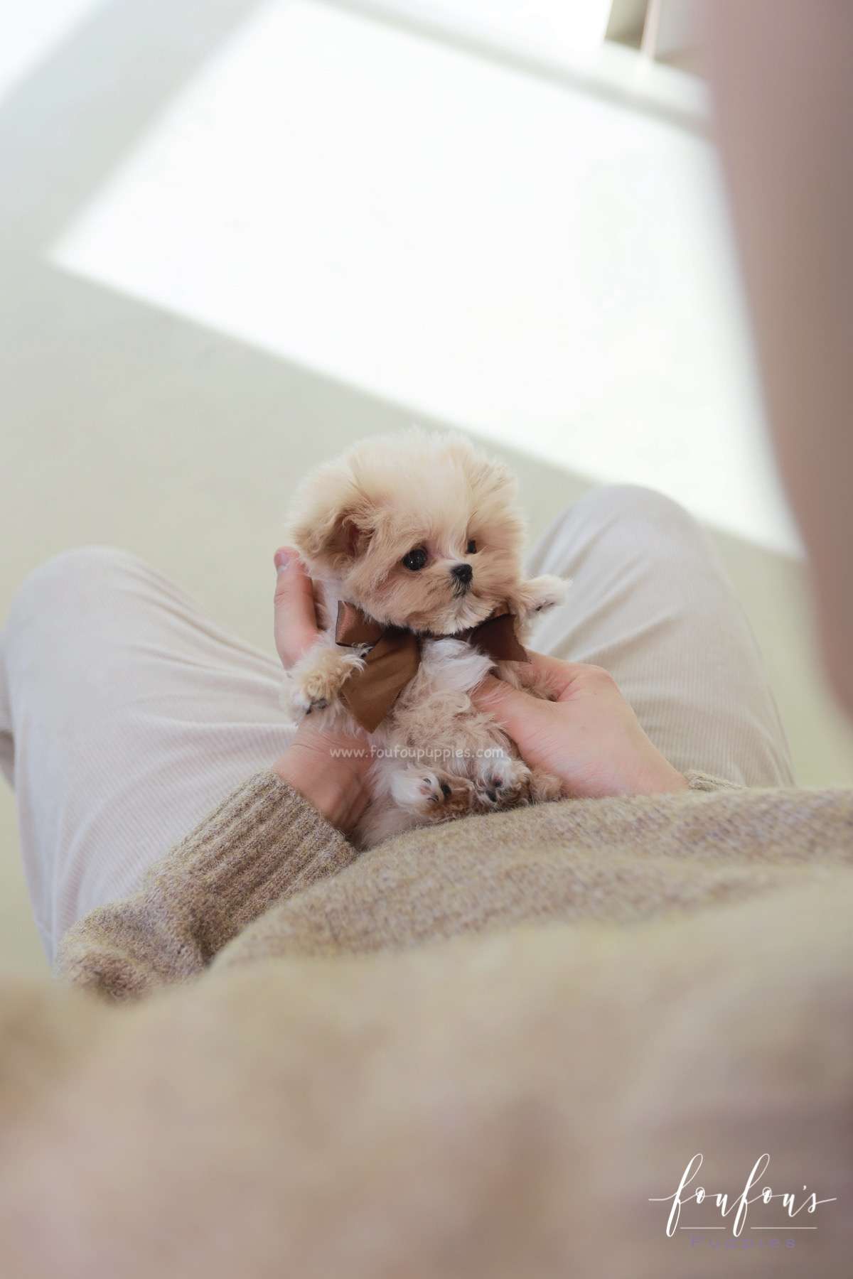 Crème Brulée - Maltipoo F.