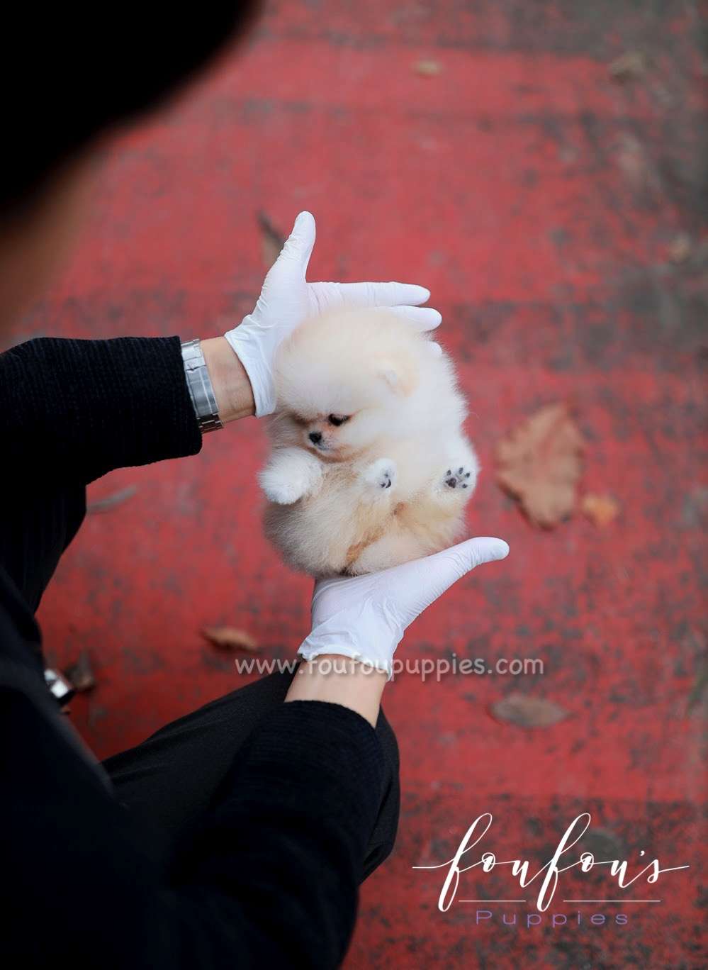 Amore- Pomeranian F.