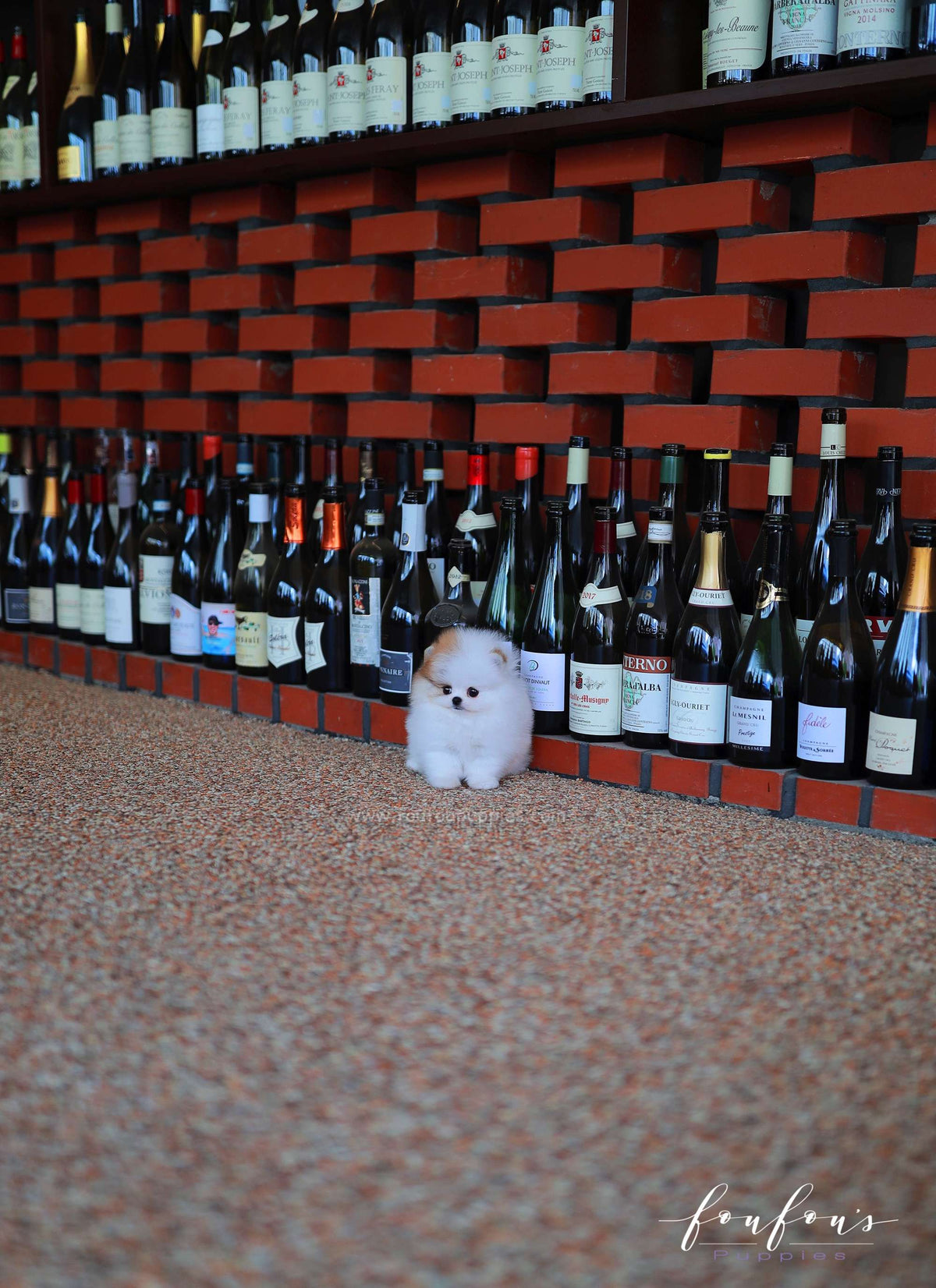 Maximus - Pomeranian M.