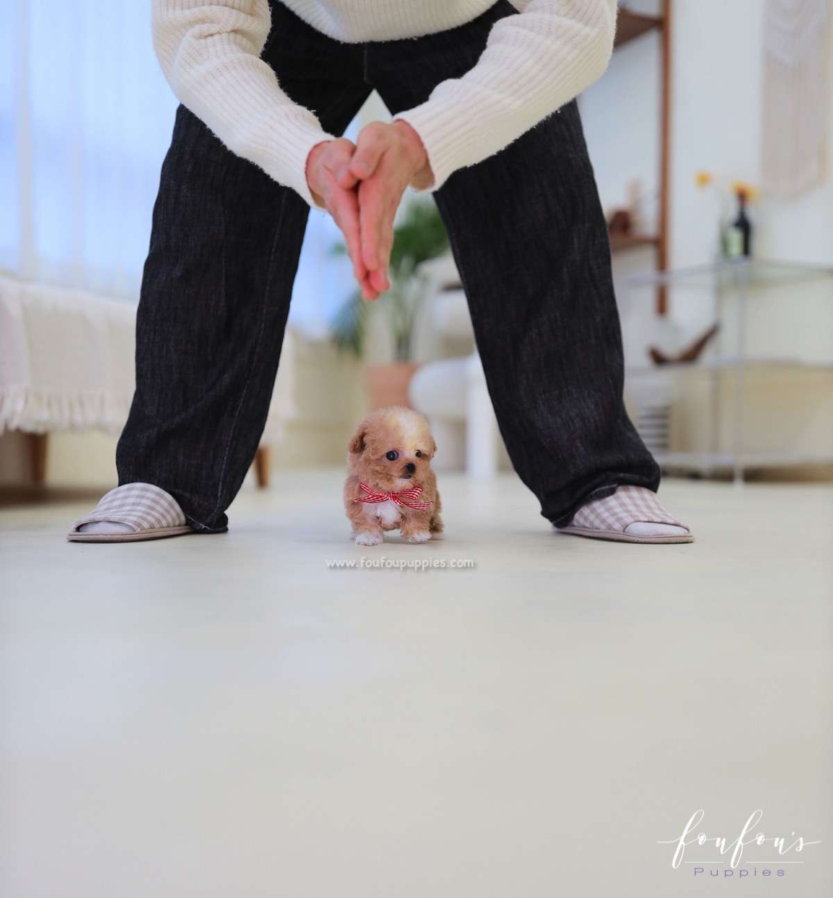 Lilly - Poodle F.