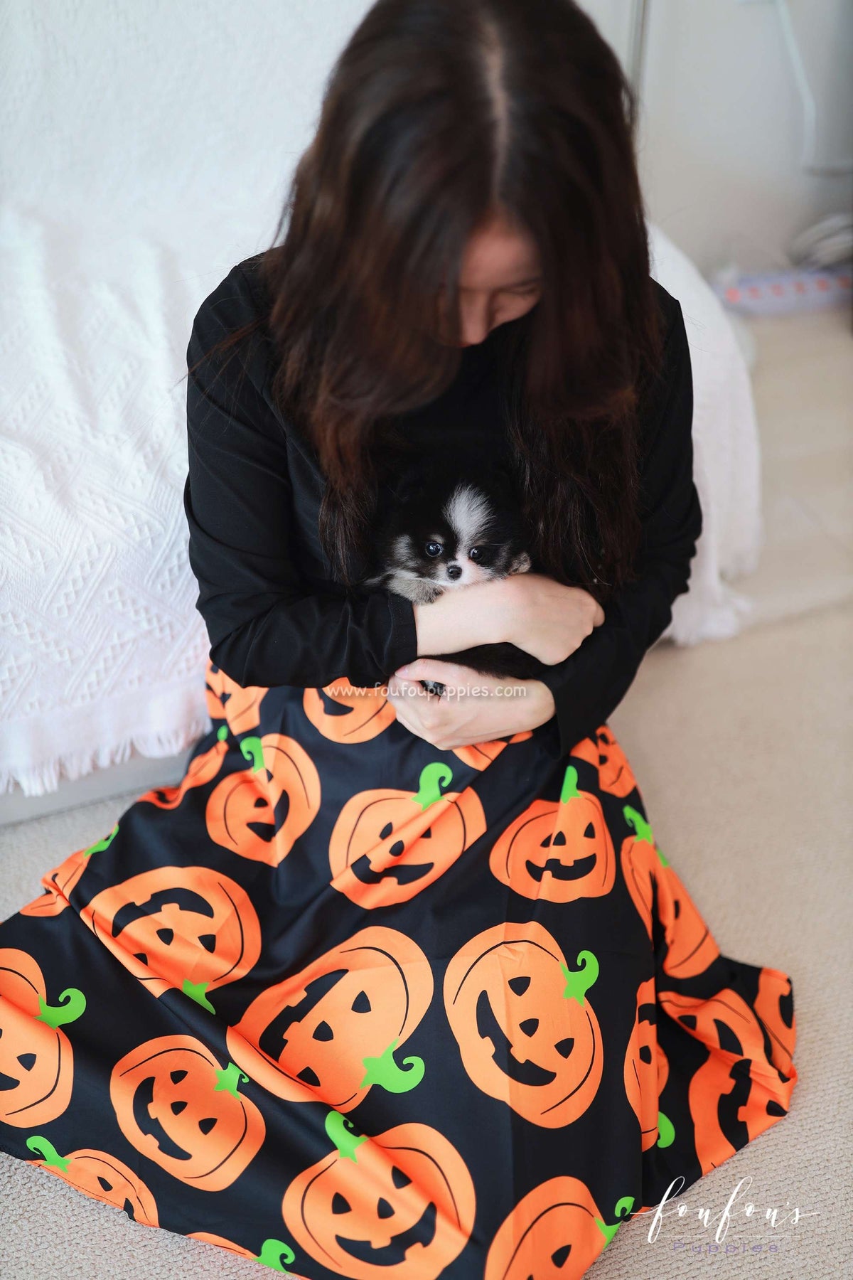 Midnight - Pomeranian F.