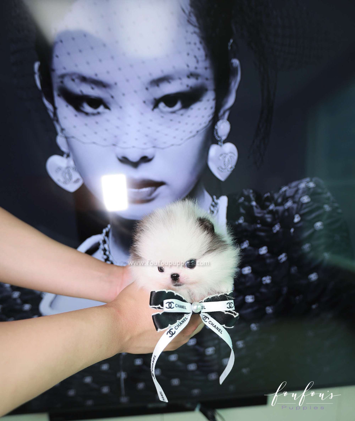 Barbie - Pomeranian F.