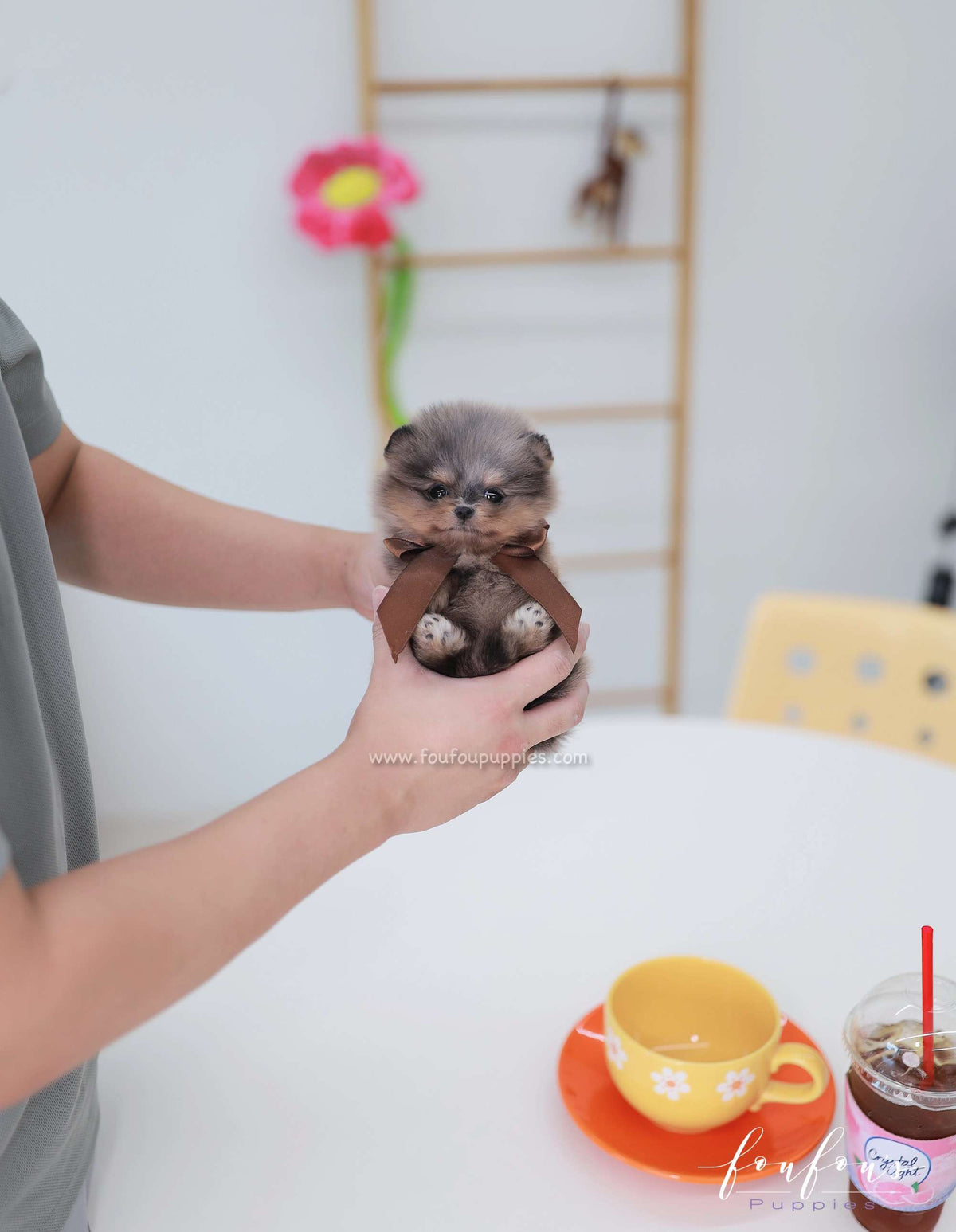 Cosmo - Pomeranian M.