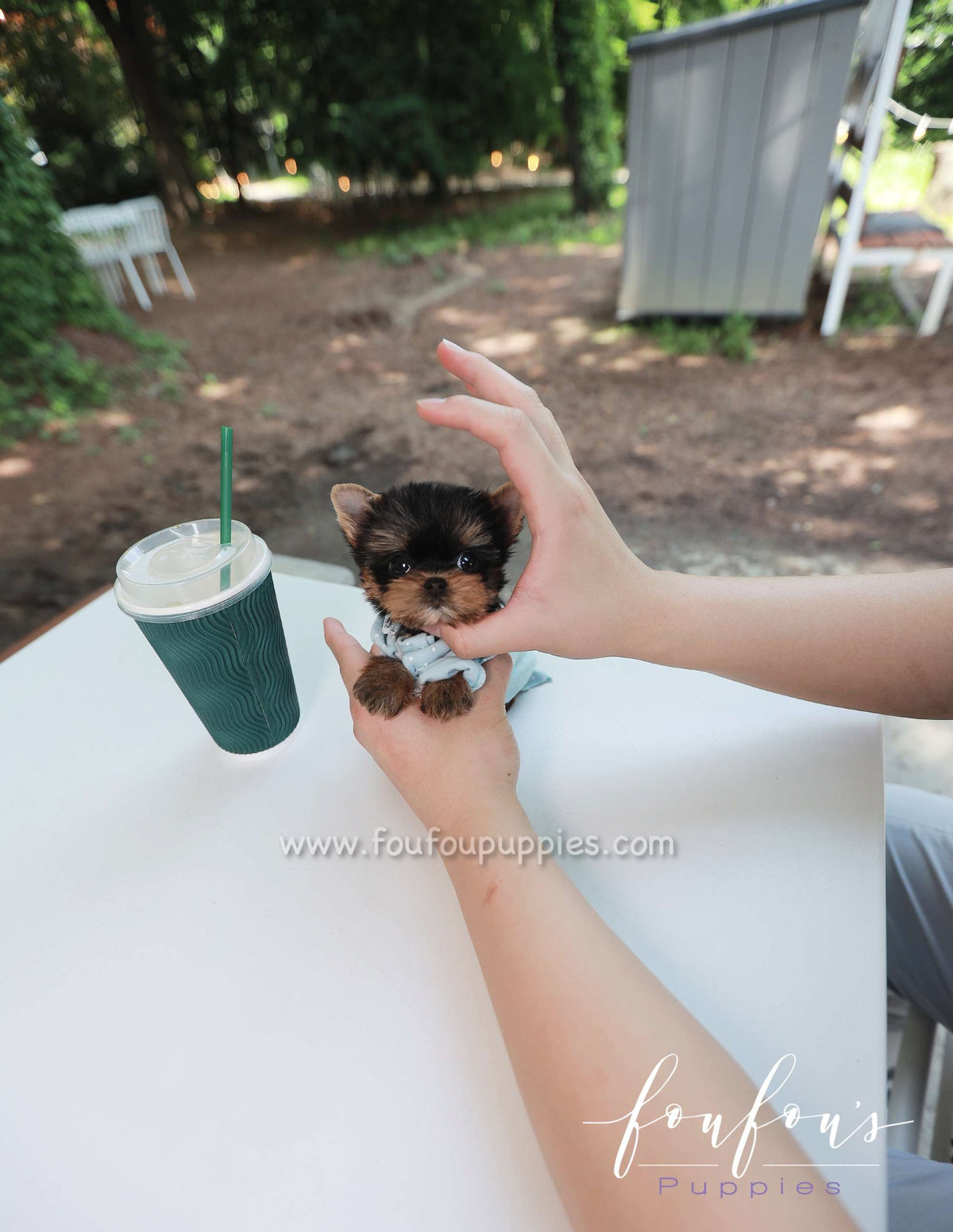Tinkerbelle - Yorkie F.